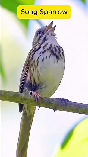 #Original Sound of Song Sparrow's Singing!
