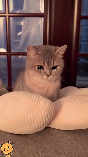 Adorable Angry Kitten Compilation