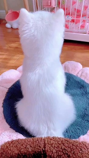 Fluffy White Pomeranian: Adorable Moments