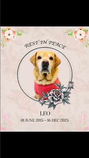 LEO IN NO MORE😭😭😭😭😭😭😭😭😭😭😭❤️‍🩹❤️‍🩹❤️‍🩹❤️‍🩹❤️‍🩹❤️‍🩹