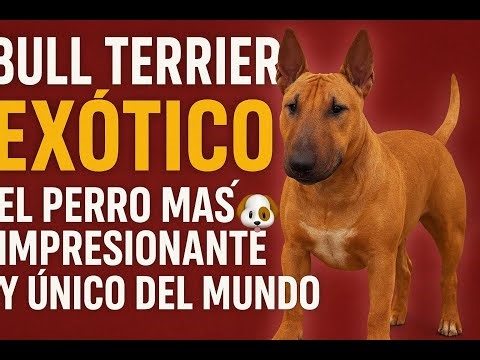 👉 EXOTIC BULL TERRIER 🐶 The Most IMPRESSIVE and UNIQUE Dog in the World | Strength, Loyalty, and ...