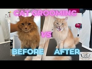 Professional cat grooming presented on Siberian cat