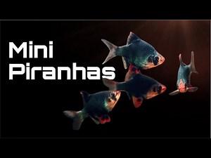 Introduction to the Green Tiger Barb (Cinematic)