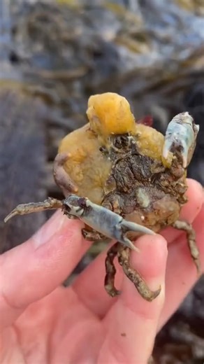 Maybe even more cool than clown fish and anemones 邏 #symbioticrelationship #symbiotic #decorator #crab #sponge #nudibranchnerd #marinebiologist | Nudibranch nerd | Facebook