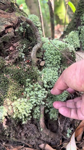 Colleting cushion moss from wild for terrarium #terrarium #terrariummaking #collectingmoss #moss #cushionmoss @Kathmandu Whispering Greens @✨Sushma Manandhar💫