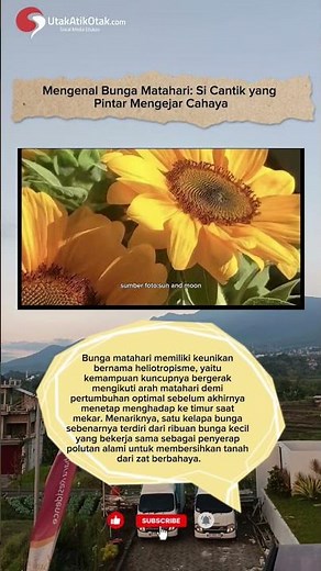 Mengenal Bunga Matahari: Si Cantik yang Pintar Mengejar Cahaya