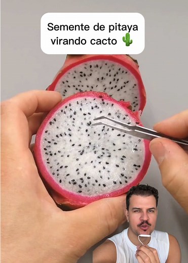 Semente de Pitaya: Cultivando o Cacto e Suas Curiosidades