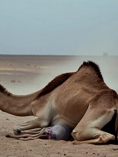 Camel Gives Birth in Desert: A Natural Wonder