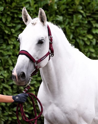 Corda Padded Head Collar with Lead Rope Burgundy