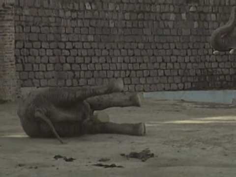 Untamed & Uncut (S01) (Ep13) (An Elephant Is electrocuted by an electric wire) Full Episode (2008)