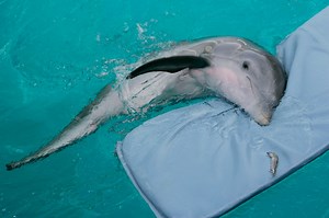 Necropsy reveals ‘Dolphin Tale’ star Winter’s cause of death