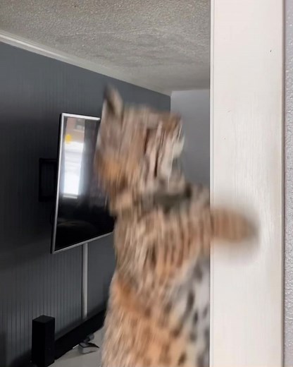 Part bunny wabbit 😼 🐰 #viral l#love#lion#tuesday#happy#animals#animal#viral