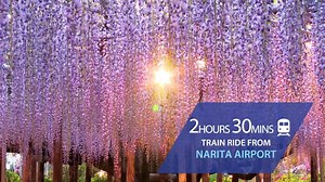 168 reactions · 3 comments | Japan has all four seasons - spring, summer, autumn, and winter. Now is the best time to experience the spring season. How about checking out the beautiful cherry blossoms in Japan? #FlyANAtoJapan | All Nippon Airways | Facebook