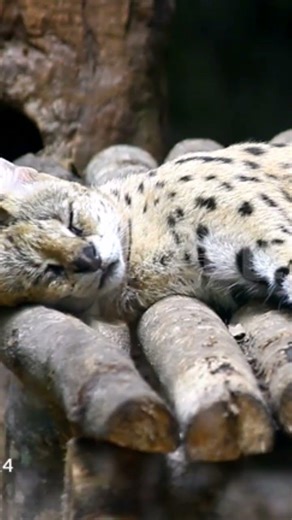 The serval who sleeps quietly on the wood who and calms no derenger tranquil eyes closed who rests😴