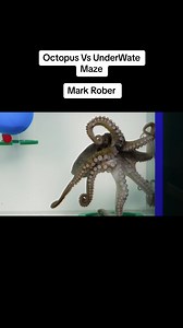 Octopus Vs Underwater Maze - Mark Rober Exploration