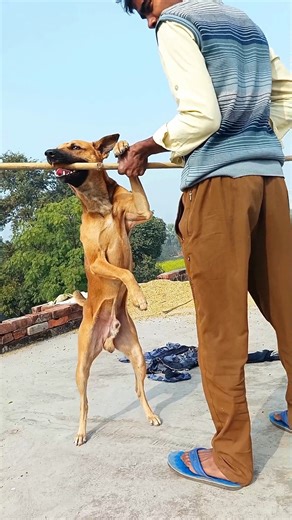 These 3 Dogs Can Save You From a Pitbull Attack 😱🐕 | Powerful Guardian Dogs #Shorts