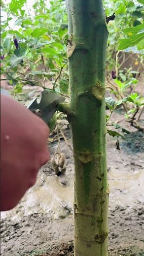 Papaya Tree Care Tips, Removing Old Branches For Better Fruit, Practical Homestead Farming And Nutri