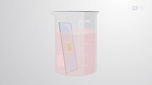 Safranin-O Staining: A Method to Visualize the Structural Integrity and Cellularity of Cartilage