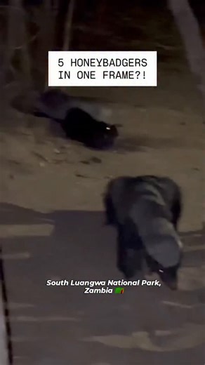 17K views · 14 reactions | 5 honey badgers walk into a camp. Not your...
