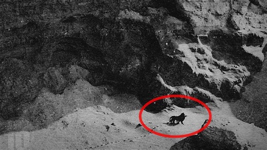 10 Believed Extinct Animals Still Alive