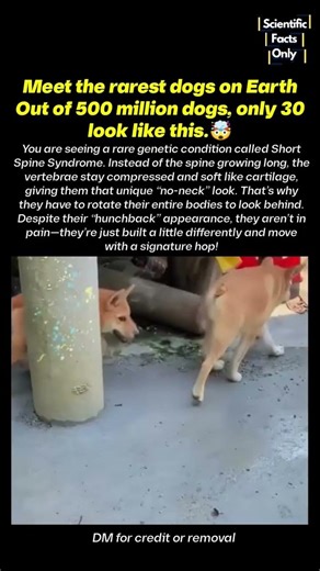 WATCH : The Rarest DOGS On Earth. 🐕 Found Only One in 15 million dogs #rareanimals #animals #nature