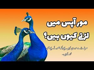 Why do Peacocks attack each other?