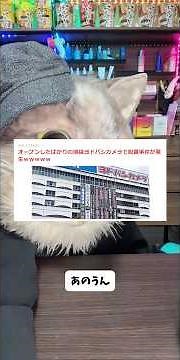 池袋にオープンしたばかりのヨドバシカメラで脱糞事件が連日起こりネットで計画的にやられている可能性を聞いてみんなに推理してみらう猫ちゃん #ねこ