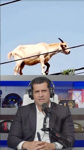 Goat Balances on a Power Line to Reach Shrubbery Snack