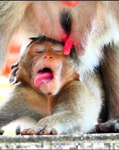 318K views · 2.4K reactions | Not tries to laugh with spoiled little boy lure mom for milk with deep scare | Master Monkey | Facebook