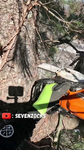 Topping A HUGE Pine Tree