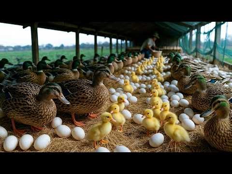 Duck Farming Full Process – Raising Ducks for Eggs & Meat | Life on a Poultry Farm 🦆🥚