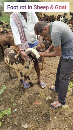 గొర్రెలు,మేకలకు కాలిపుండ్లు #footrot in Sheep & Goat #treatment #surivet