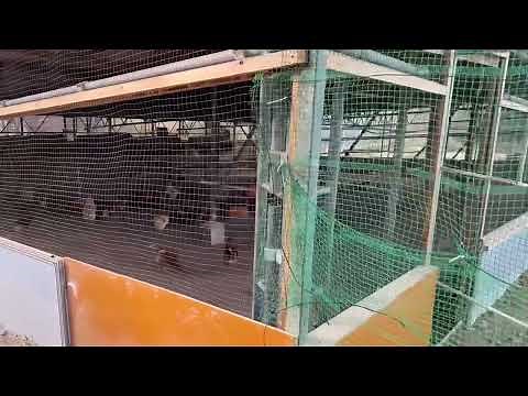 [Free-range poultry farming] Cannibalism. This is the reality of natural poultry farming.