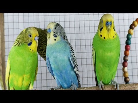 Happy Parakeets Singing for 5 Hours | Relaxing Budgie Sounds for Birds & Humans