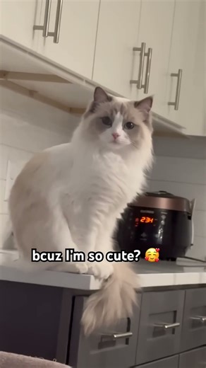 #cute cat does a trending tic tok dance at the end, very talented cat