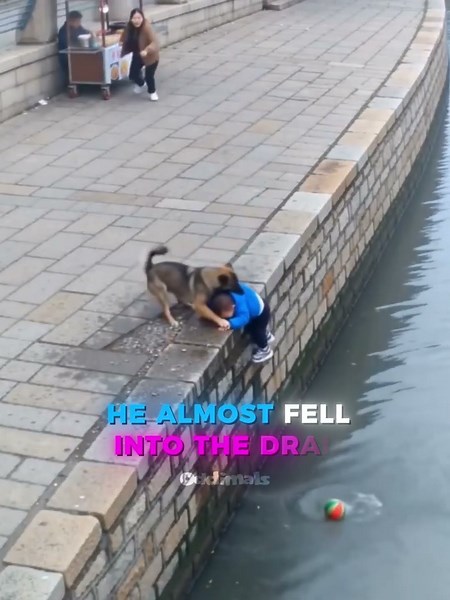 This Brave Dog Saved A Little Boy's Life. 🥹🐶