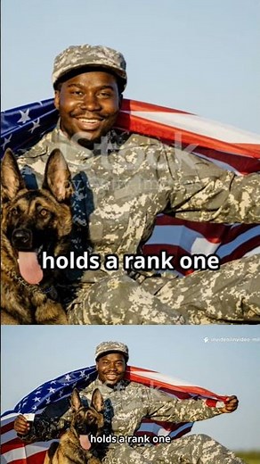How They Train Military Dogs for Combat