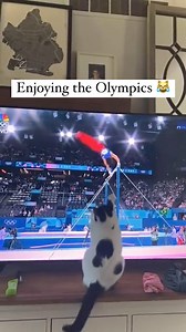 Toronto Street Cats on Reels