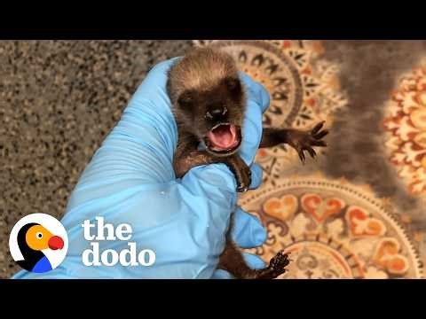 Impossibly Tiny Raccoon Falls For One Twice Her Size | The Dodo