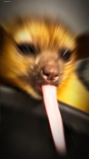 Kinkajou The Rainforest's Nocturnal Acrobat #kinkajou #rainforestanimal #nocturnal #animals