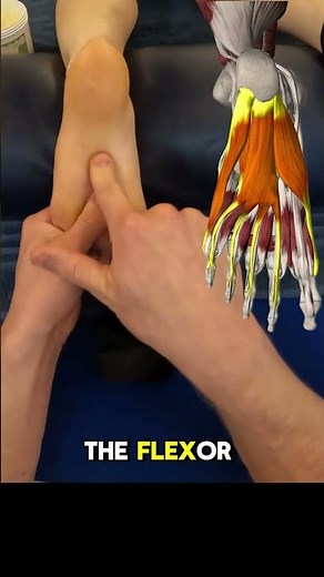 Plantar Fascia Anatomy