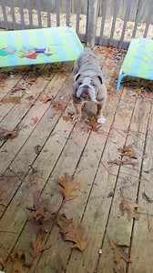 Happy First Sunday Village, the key to this song is WE WONT TURN BACK‼️ Great things are happening for US(A) this week! 💙 Be blessed 😌😌 #bigdaddynem #dogfamily #govote🇺🇸 | Big Daddy Nem