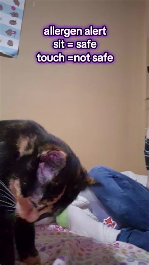 Allergen Detection Training for Service Cats