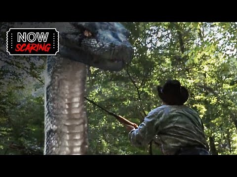 Boa Vs Python | Snake in the Forest