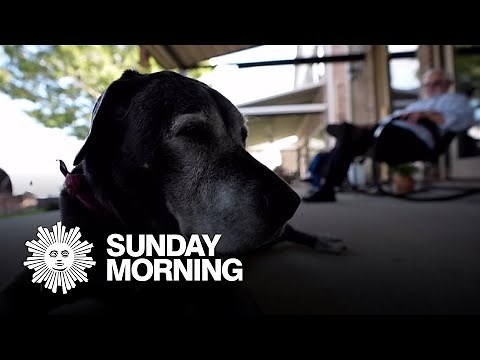 The Dog Aging Project