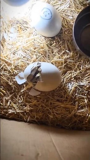Hatched at home 🐣🦚| Cutest peacock baby ever! 😍 #hatching #babypeacock #minivlog #egghatching #pet