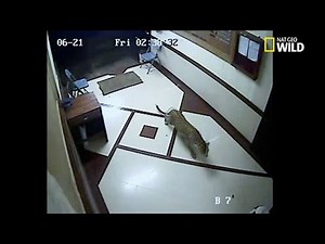 Des léopards s'attaquent aux chiens errants à Bombay