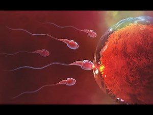 Human Fertilization 3D Animation | Human Reproduction For NEET & AIIMS | Medical Educational Video