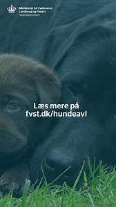 11 reactions | Nye regler for dig, der vil avle på hunde af særlige...