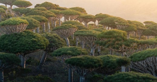 Meet the Dragon’s Blood Tree, an Endangered Tree That Only Grows in One Place on Earth